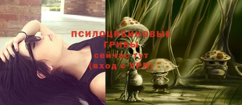 OMG ссылки  Кизляр  Галлюциногенные грибы MAGIC MUSHROOMS 